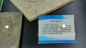 长安大学