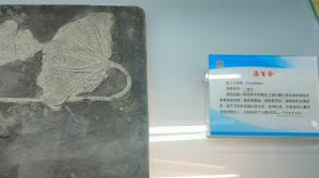 长安大学
