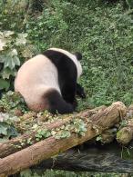 南京红山森林动物园熊猫