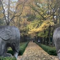 明孝陵石象路