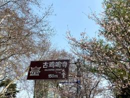 鸡鸣寺樱花