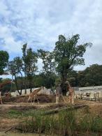 红山森林动物园