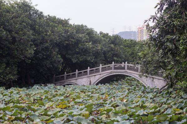 洪湖公园