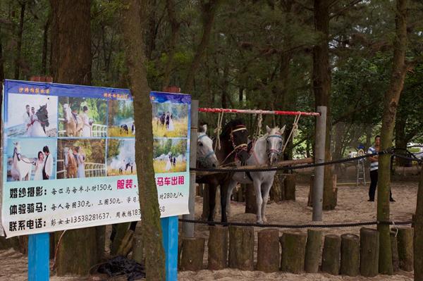 玫瑰海岸骑马