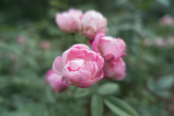 月季花