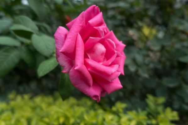 月季花
