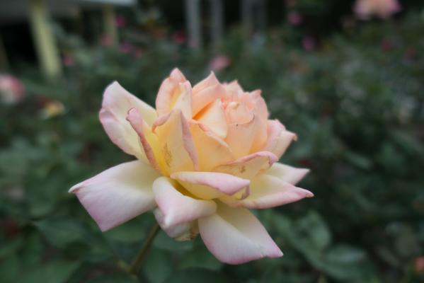 月季花