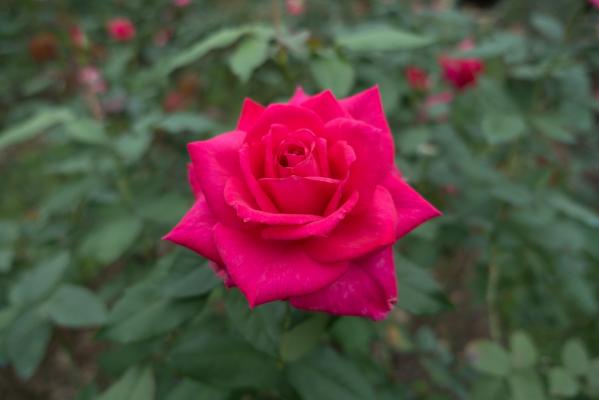 月季花