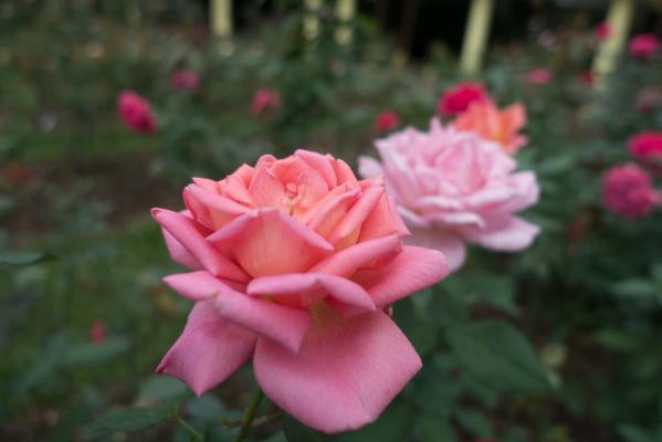 月季花