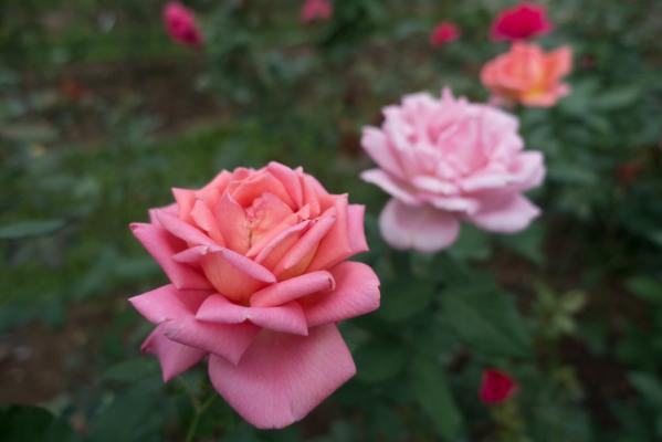 月季花