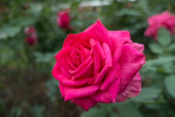 月季花
