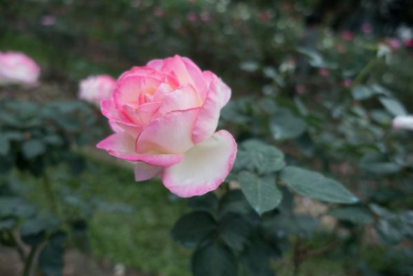月季花