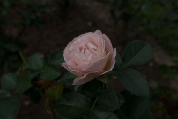 月季花