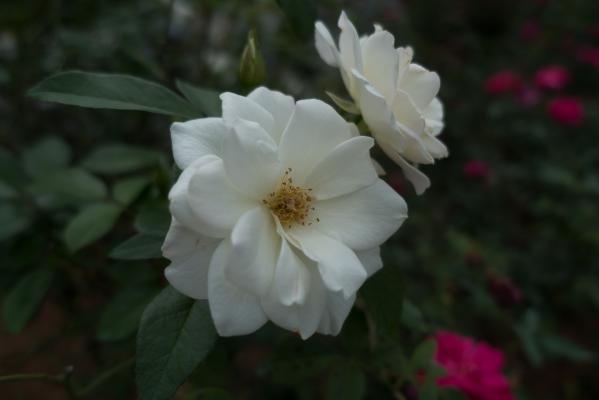 月季花