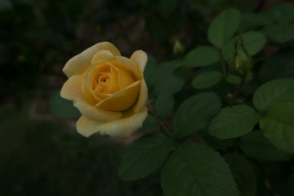 月季花