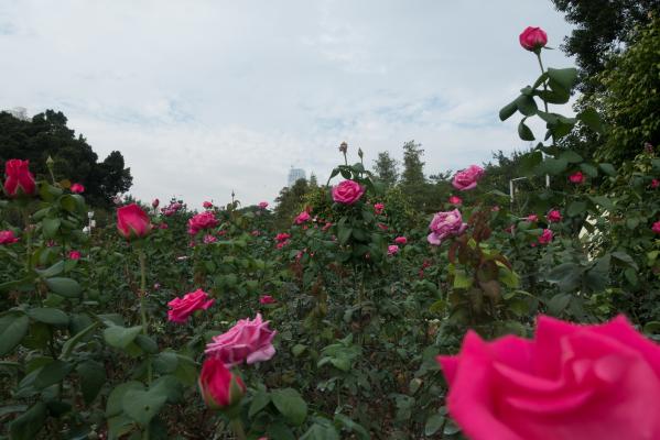 月季花