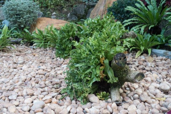 仙湖植物园花草