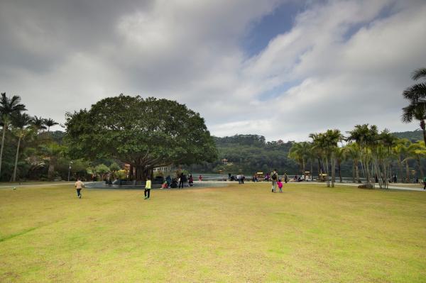 仙湖植物园仙湖草地，邓小平手植树