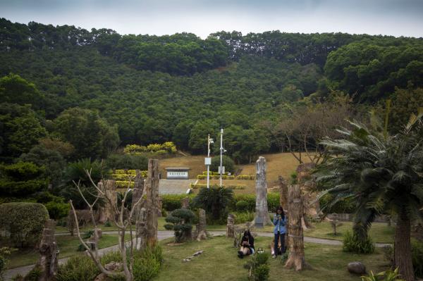 仙湖植物园化石森林