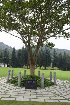仙湖植物园江泽民手植树