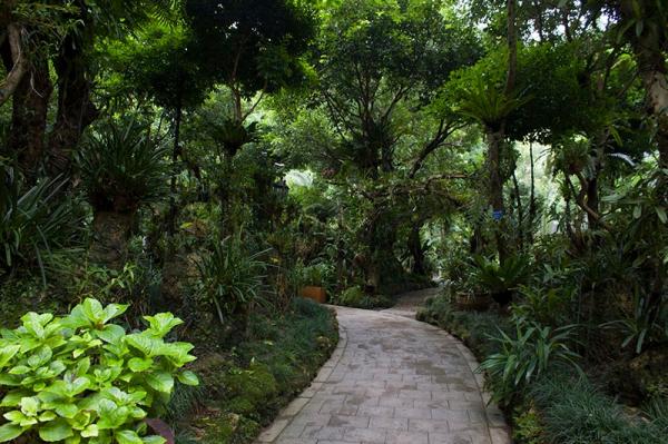 仙湖植物园阴生植物区