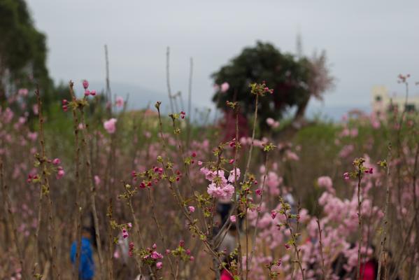 樱花