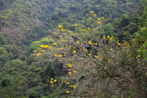 梧桐山风柃花