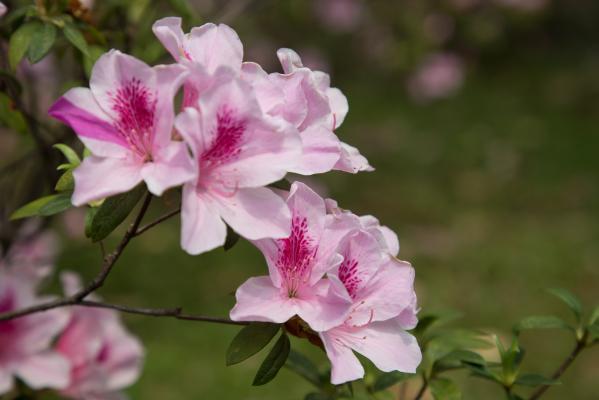 杜鹃花