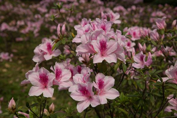 杜鹃花