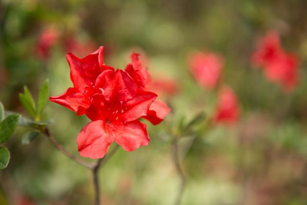 杜鹃花