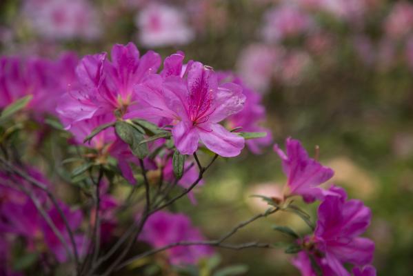 杜鹃花