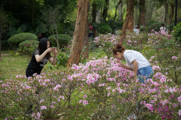 杜鹃花