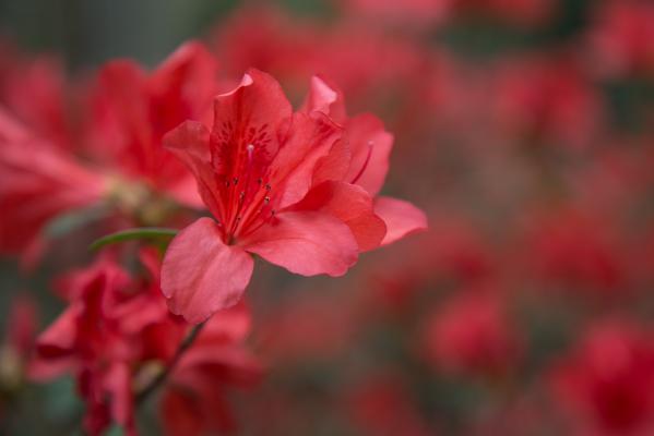 杜鹃花