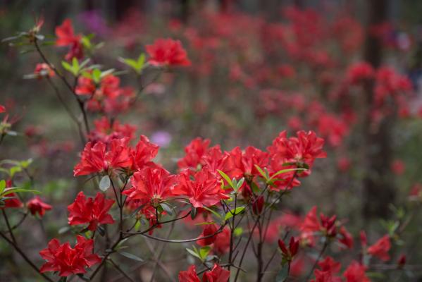 杜鹃花