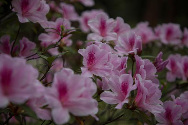 杜鹃花