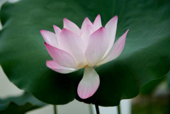 2019洪湖公园荷花展
