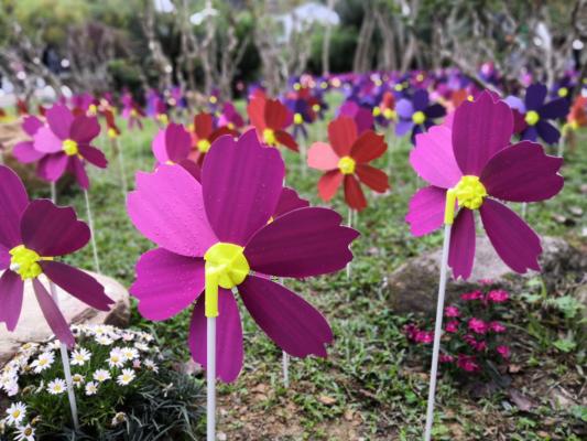 仙湖花展