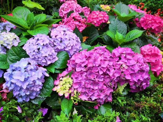 仙湖花展
