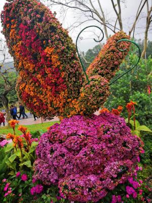 仙湖花展