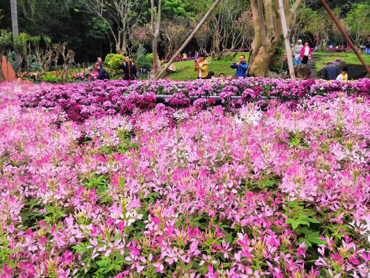 仙湖花展
