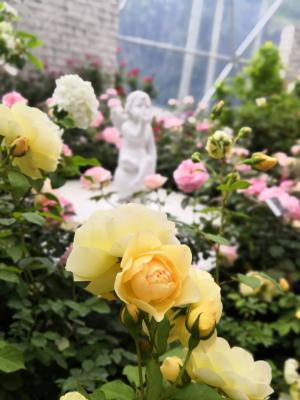 仙湖花展
