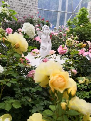 仙湖花展