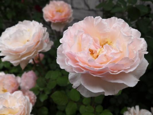 仙湖花展