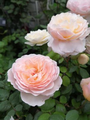 仙湖花展