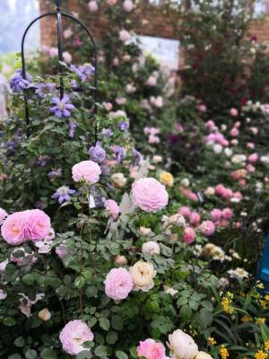 仙湖花展