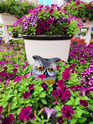 仙湖花展