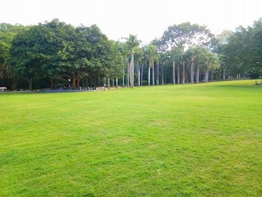 仙湖邓小平手植树
