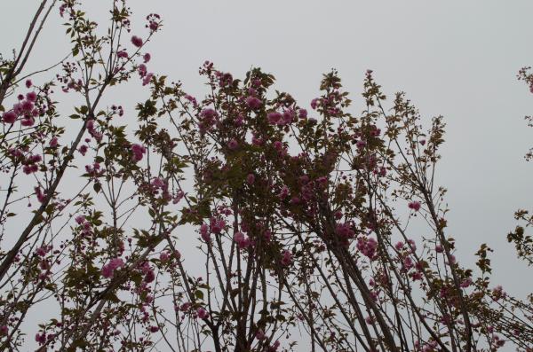 鹏城美丽乡村