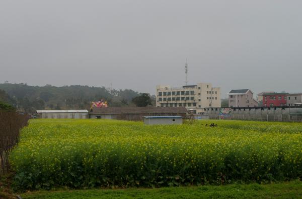 鹏城美丽乡村