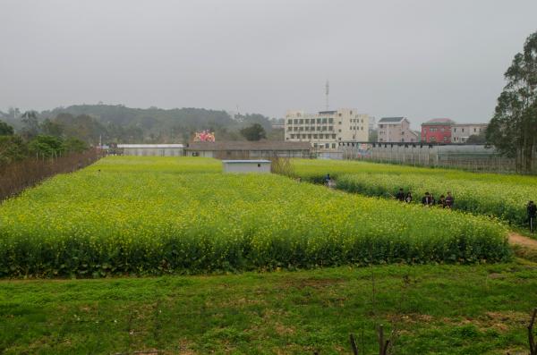 鹏城美丽乡村